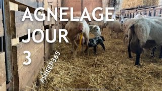 TROISIÈME journée d’agnelage 🐑🐑🐑 et déjà un petit soucis 330 [upl. by Nudd]