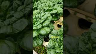 Hydroponic farming 🥰🥰 agriculure soillessfarming 😊😊 [upl. by Kcirdlek]