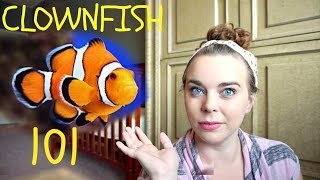 CLOWNFISH 101  Basic Care [upl. by Corbett]