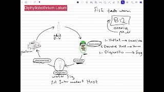 شرح طفيليات تحليلات مرضية المرحلى الثانية شرح طفليلي Diphyllobothrium Latum [upl. by Eirrod]