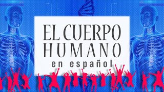 Partes del Cuerpo Humano en español  Body Parts in Spanish Exercices [upl. by Eenhat]