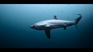 Thresher Sharks cleaned in Malapascua in 4K underwater footage with Canon EOS1DC [upl. by Scutt]