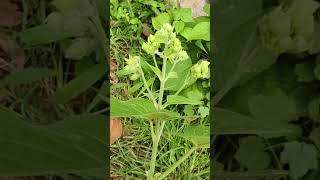 Slow motion of Weed of the Week  flower Slow Motion  Beautiful Leafs  BSB Rehoboth [upl. by Aivan28]