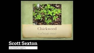 Wild Chickweed How to ID Harvest and Use as Food or Medicine With Scott Sexton [upl. by Onaivatco]