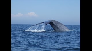 Blue Whale close encounter Newport Harbor California [upl. by Yeldarb]