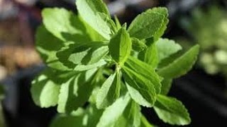 Does Stevia Plant Have Side Effects Facts About Organic Stevia [upl. by Engracia]