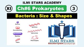 Size and Shapes of Bacteria  Class 11 Biology Chapter 6 Prokaryotes [upl. by Kall]