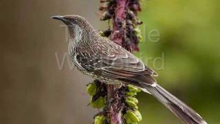 The Little WattleBird  aka Natures Alarm Clock [upl. by Betsy42]