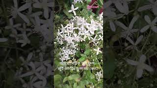 অ্যারোমেটিক জুঁই ফুল  জুঁই জাতীয় ফুল নয় কেন Clematis flammula FRanunculaceae lifecraftiqbal [upl. by Okechuku869]