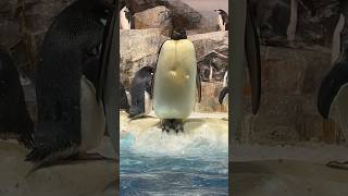 コウテイペンギン そびえ立つ 【名古屋港水族館】Emperor penguin Nagoya Aquarium [upl. by Ahsiryt283]