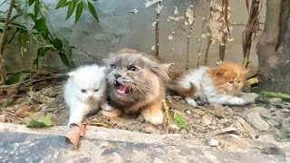 Angry Mother cat protects her Kittens and doesnt let anyone approach them [upl. by Notffilc]