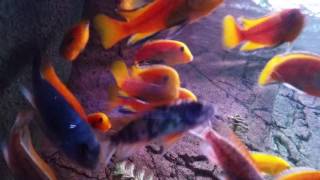 Labidochromis caeruleus Golden Ruarwe [upl. by Yraunaj432]