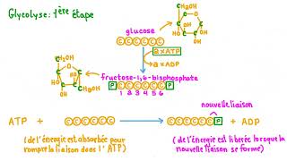 1 La glycolyse  première étape de la dégradation du glucose [upl. by Crane]