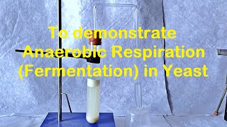 Fermentation in Yeast Experiment [upl. by Morty354]