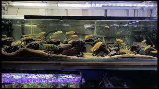 Sit Back And Relax The Depths Of Lake Malawi 😀 Lake Malawi African Cichlids [upl. by Miquela]