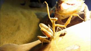 Bearded Dragon vs Praying Mantis [upl. by Eidnarb]