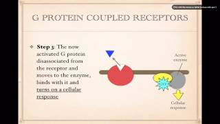 Cell SignalingG Protein Coupled Receptors [upl. by Ahsieker]