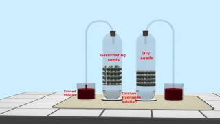 SEEDS respiration exp 01 Gas Exchange [upl. by Anaeel604]