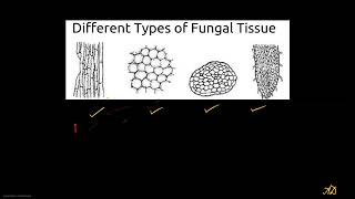 Hyphal Forms of Fungi [upl. by Yllas997]