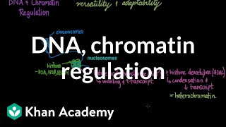 DNA and chromatin regulation  Biomolecules  MCAT  Khan Academy [upl. by Ativla]