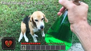 Real Life Minecraft  POTION OF POISON [upl. by Anyd]