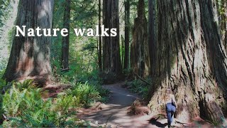 Nature walk Vlog l Redwood Edition [upl. by Airdnekal281]