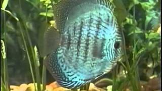 BREEDING DISCUS 101 PT 1 [upl. by Utta]