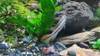 Kribensis Cichlid [upl. by Honoria958]