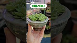 벌레잡이제비꽃 에셀리아나 식충식물 pinguicula plants garden flowers 🌱💚 [upl. by Assiluy]