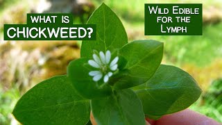 What is Chickweed A Wild Edible Green for the Lymph and More [upl. by Henleigh]