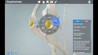 3D Canine Anatomy App for Veterinarians  EasyAnatomy [upl. by Becket]