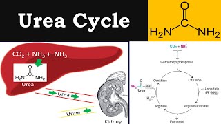 AS Biology  Cell cycle OCR A Chapter 61 [upl. by Nelleus]