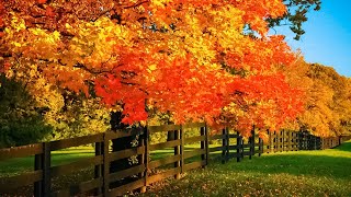 Beautiful Relaxing Music  Soothing Autumn Melodies Mindful and Peaceful Piano Instrumental Music [upl. by Reg]