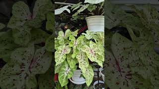 Sabias esto de los caladium plants floweringplant indoorplant artemodayplantas jardin [upl. by Pentha]