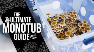 How to Build a Monotub  StepbyStep DIY Guide for Indoor Mushroom Growing  Monotub Tek  Part 1 [upl. by Homere]