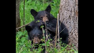 CADES COVE in AUGUST [upl. by Quiteri746]