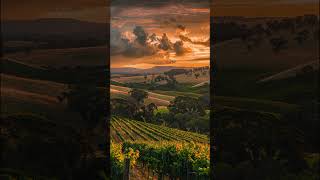 Barossa Valley  South Australia australia southaustralia shorts shortvideo [upl. by Argyres]