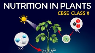 Life processes Animated class10 Biology  Class 10 Science Chapter 6  CBSE  NUTRITION IN PLANTS [upl. by Landri]