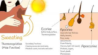 Sweating  Perspiration  What Is Sweat Made of and Why Does It Happen [upl. by Astrea]