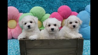 Bichon Frise Puppies  3 Females [upl. by Seda]