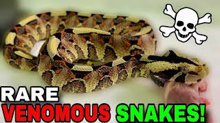 Feeding World’s MOST Venomous Snakes [upl. by Immas]