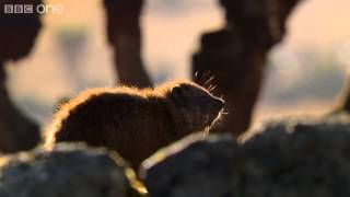 Hyrax sunshield  24 Hours on Earth Preview  BBC One [upl. by Brodie610]