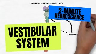 2Minute Neuroscience Vestibular System [upl. by Jonny]