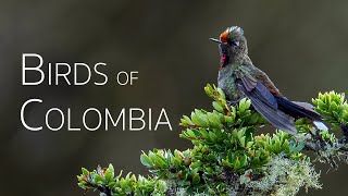 Colombia Birding Adventure Diverse Avian Wonders  Episode 3 [upl. by Mandych380]