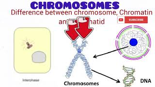 Chromosome [upl. by Anined]