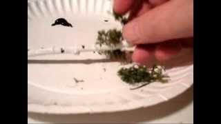 Copy of How To Model HO Scale Birch Trees [upl. by Garrett33]