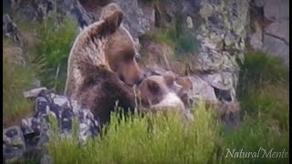 Osa da de Mamar Oseznos I Mother Bear Breastfeeding its Cubs naturalmente [upl. by Amalle121]