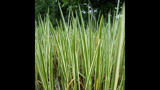 Weißgestreifter Kalmus  Acorus calamus Variegatus im Teichpflanzencheck [upl. by Danczyk]