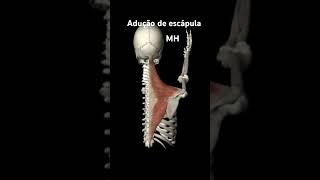 Adução de escápula anatomia anatomy medicina medicine personaltrainer muscle shorts academia [upl. by Himelman]