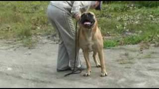 BULLMASTIFF Super beginners class training [upl. by Hodgson]